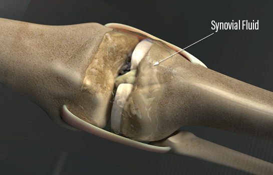 Knee Synovial Fluid